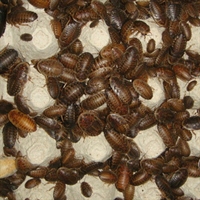 Dubia Roaches - Medium (20pcs)- live food for amphibians